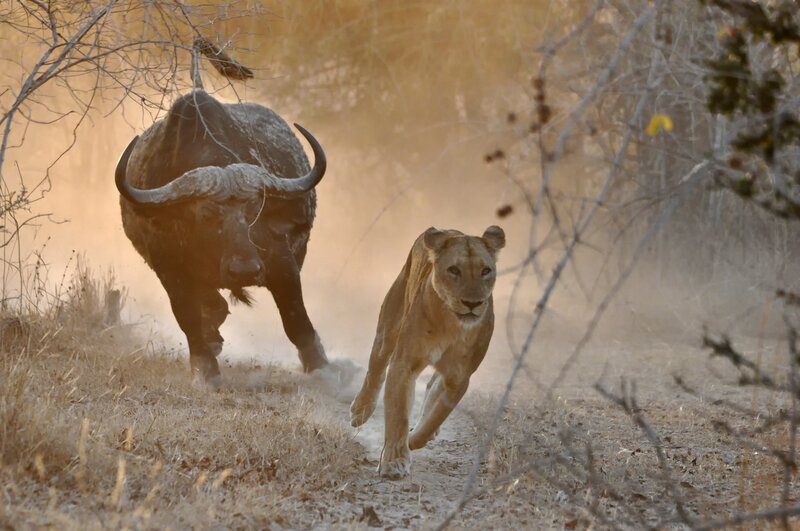Lioness Chasing Buffalo — Brown