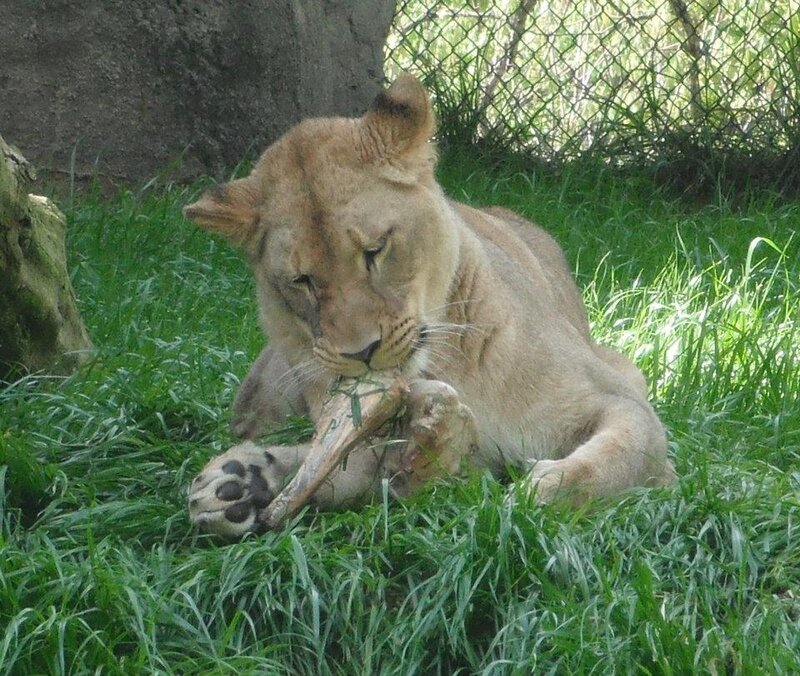 Lioness Chewing Bone
