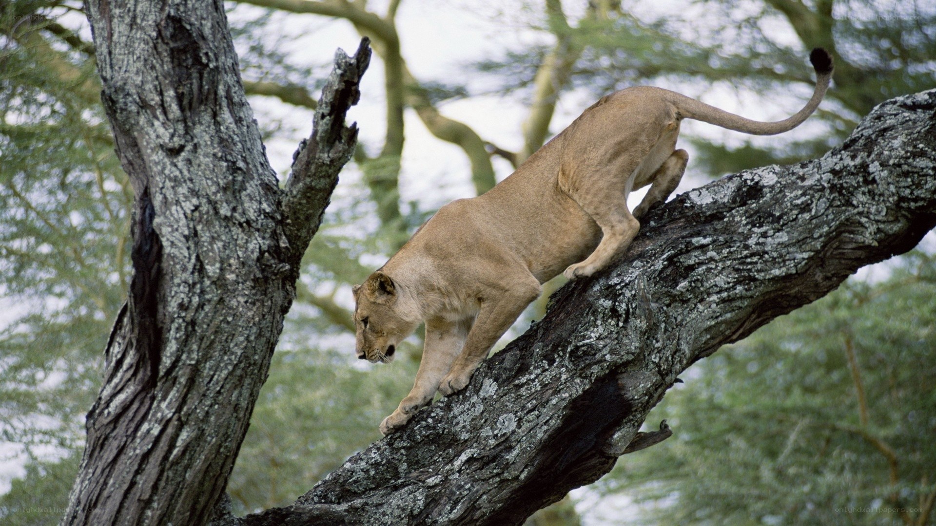 lioness climbing tree