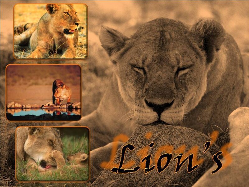 Lioness collage