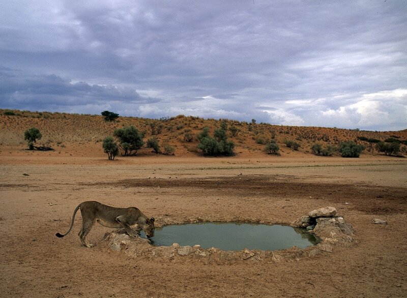 Lioness drinking at a waterhole