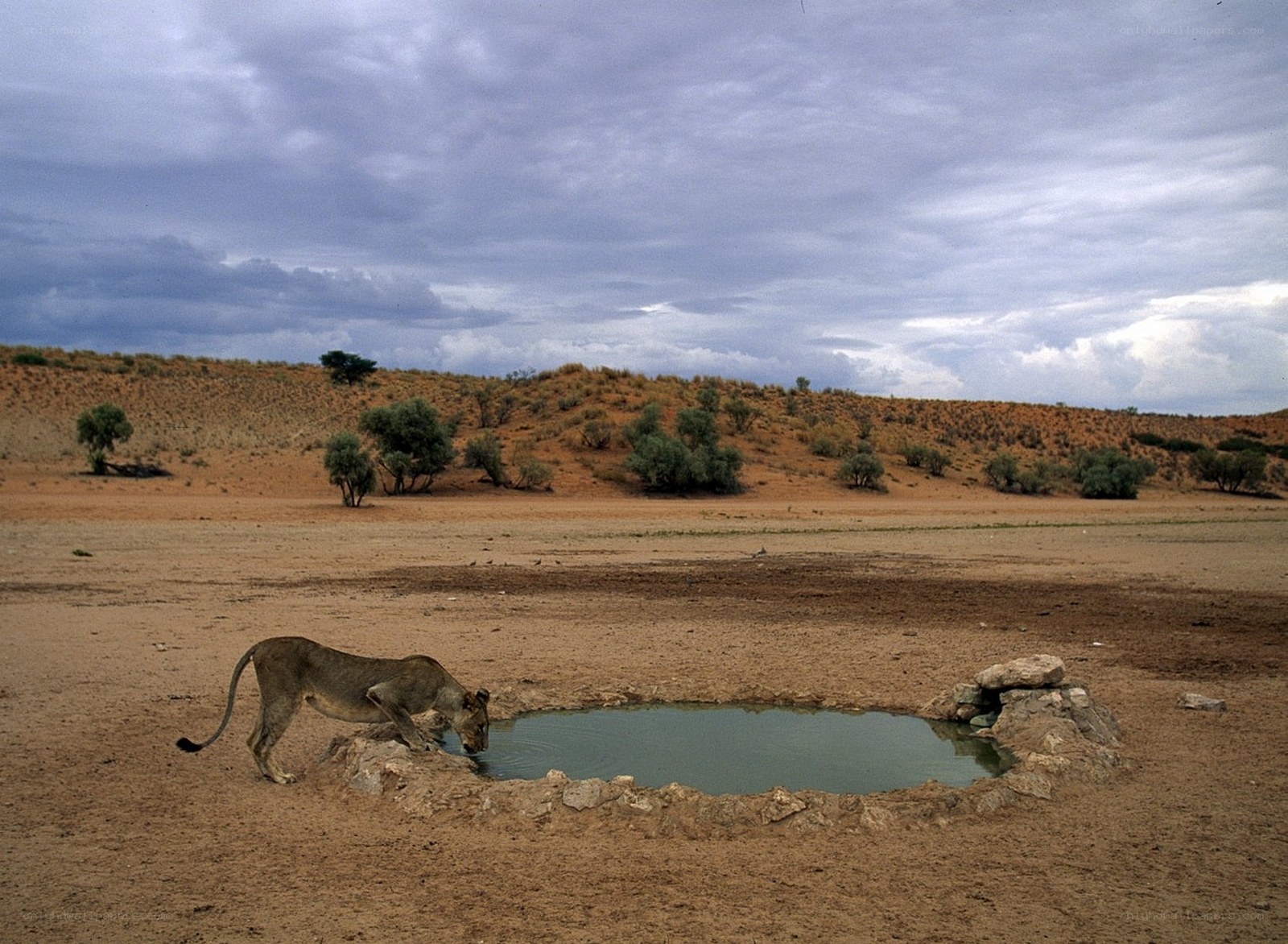 Lioness drinking at a waterhole