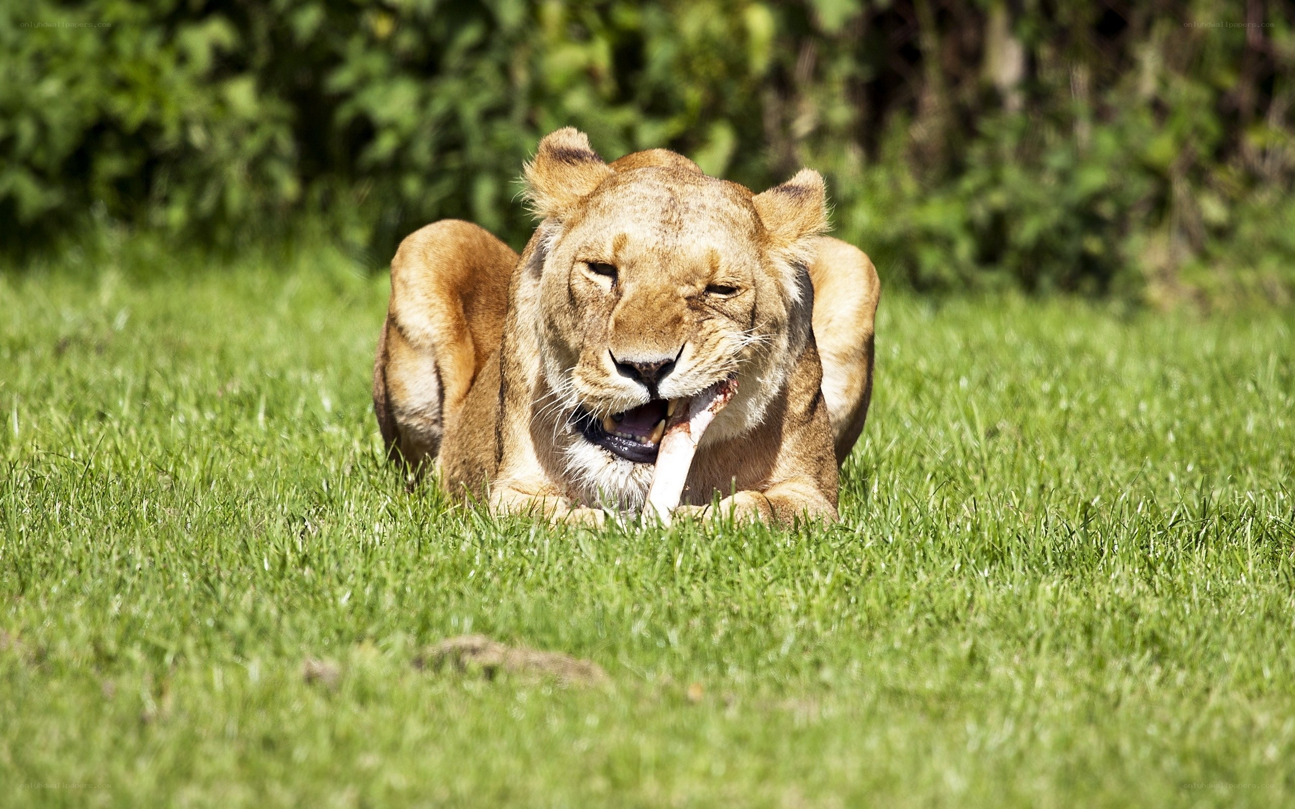 Lioness eating bone on grass