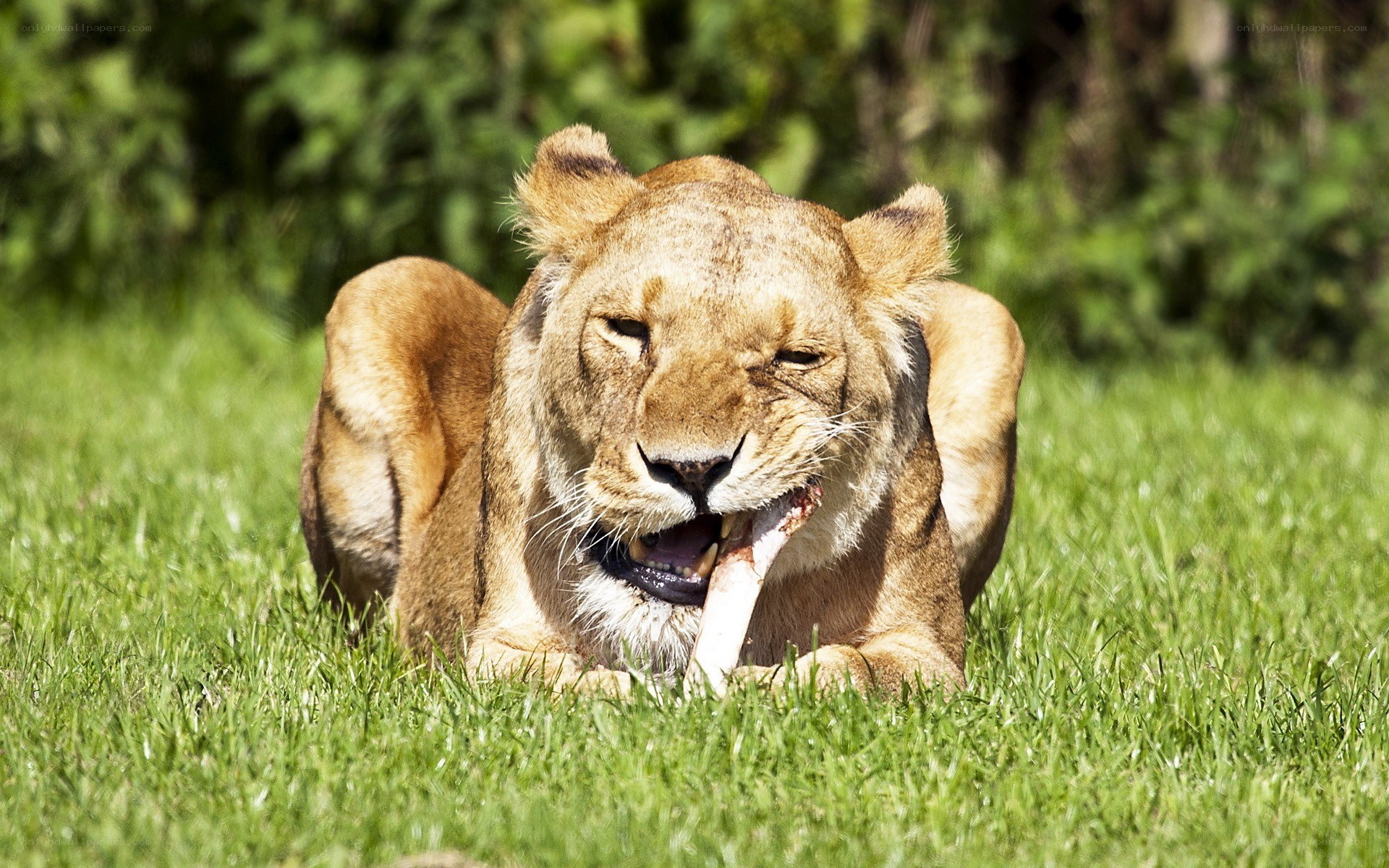 lioness eating bone on grass