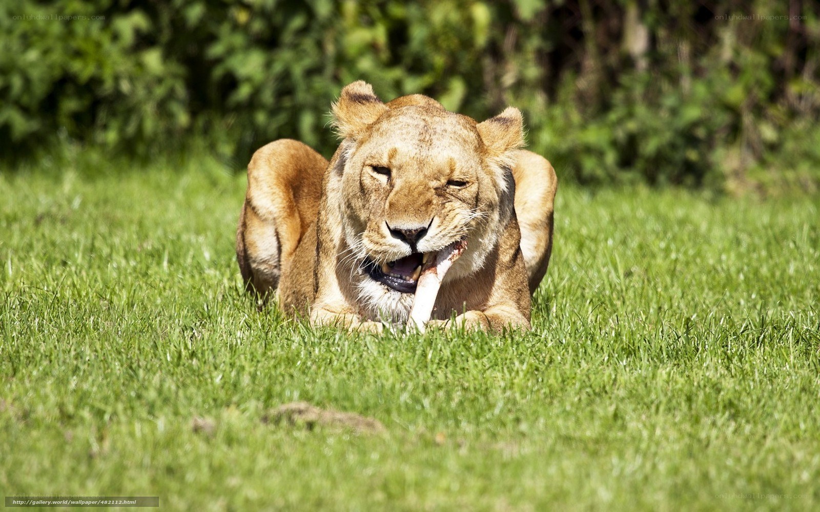 lioness eating bone on grass