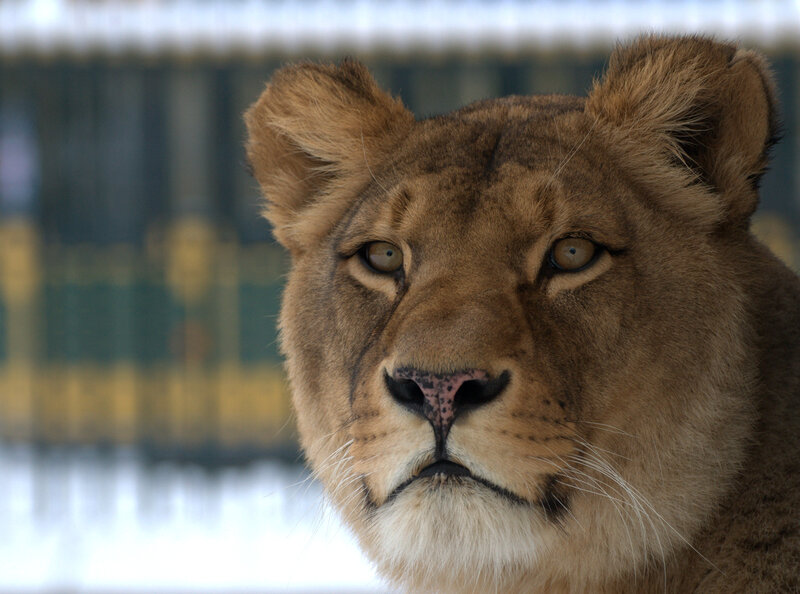 Lioness Face Close-up — Brown, Calm