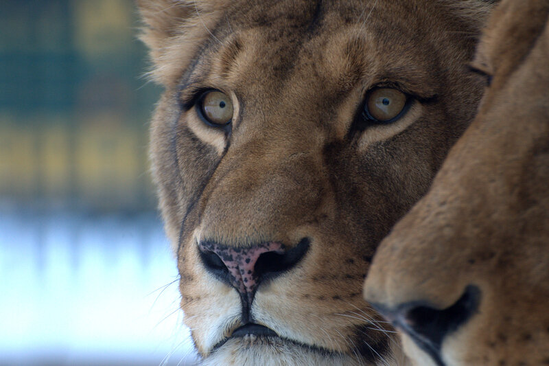 Lioness Face Close-up — Brown, Intense, Photograph, Eyes