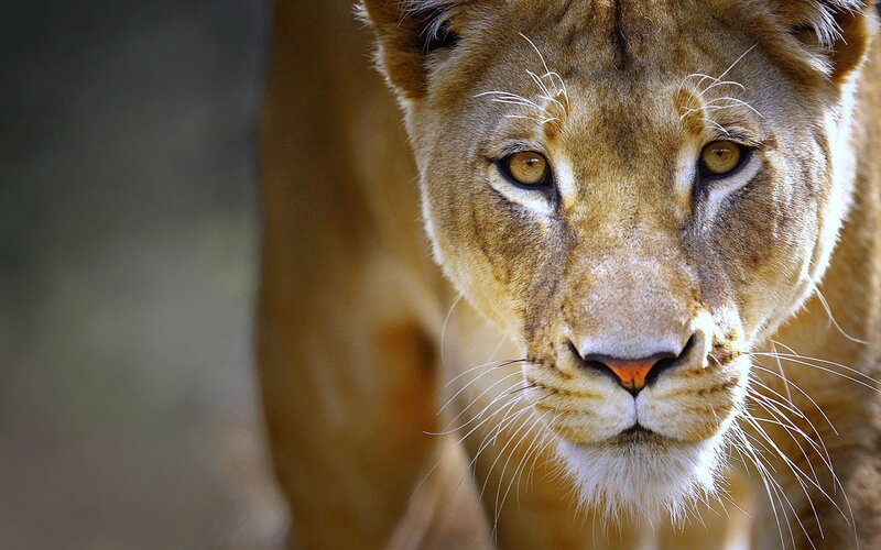 Lioness Face Close-up — Brown, Intense, Photograph, Eyes, Whiskers