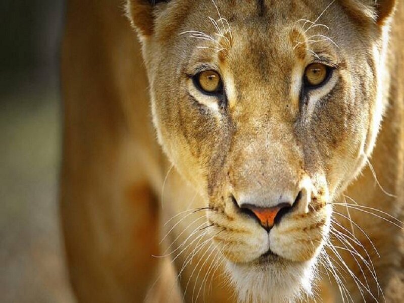 Lioness Face Close-up — Brown, Intense, Photograph