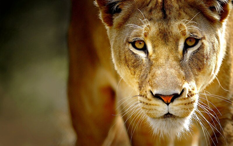Lioness Face Close-up — Brown, Intense