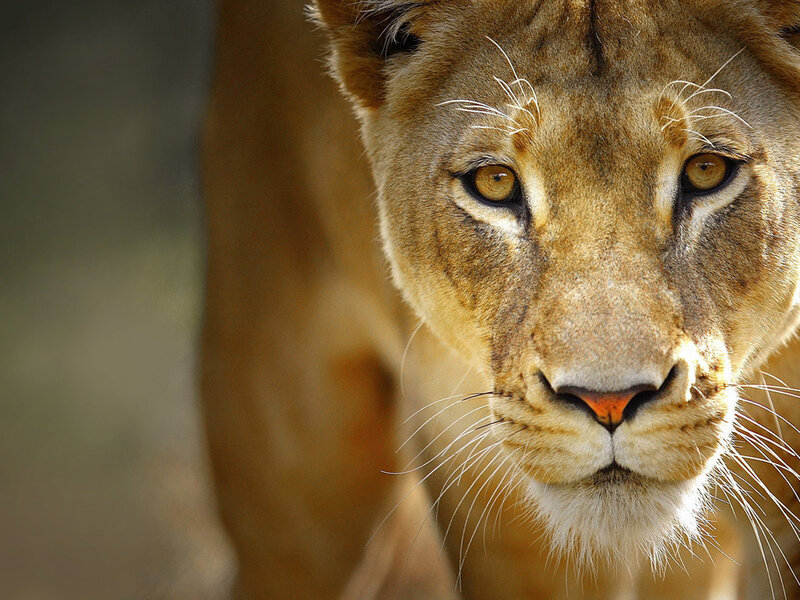 Lioness Face Close-up — Brown