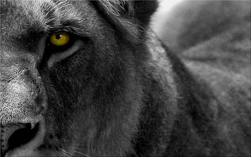 Lioness Face Close-up