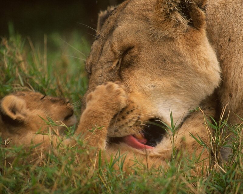 Lioness Grooming Cub — Brown, Calm, Afternoon, Photograph, Grass, Paw