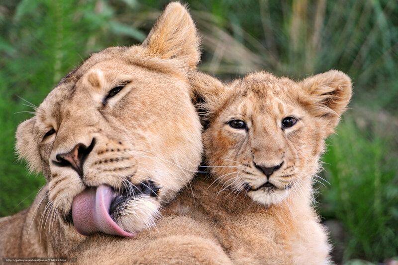 Lioness Grooming Cub — Brown, Calm, Photograph