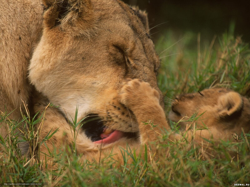Lioness Grooming Cub — Brown, Calm
