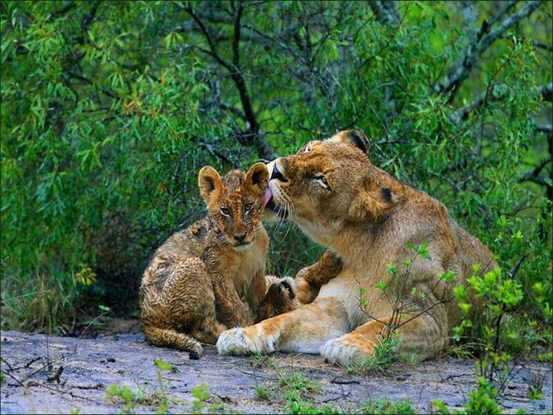 Lioness Grooming Cub — Brown