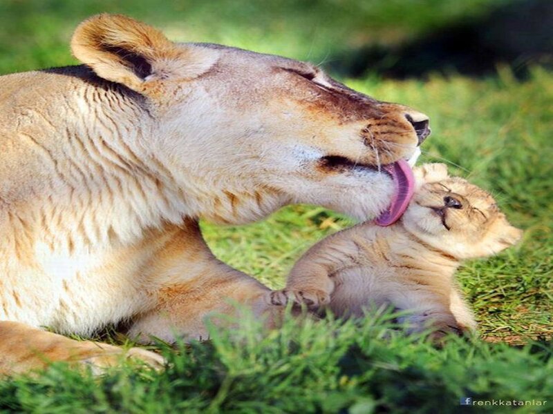 Lioness Grooming Cub — Green