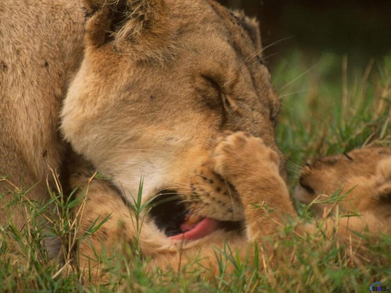 Lioness Grooming Cub