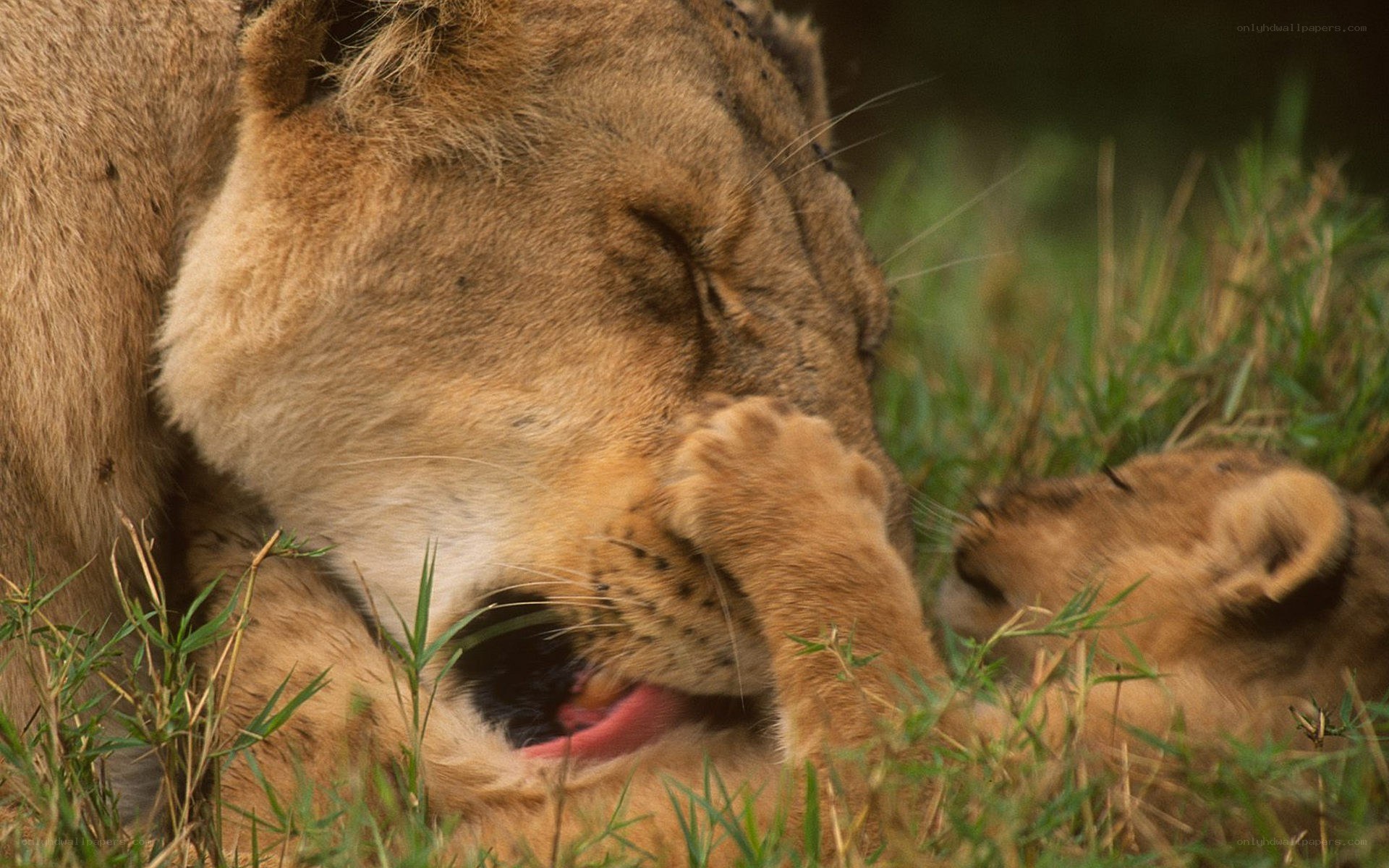 Lioness grooming her cub