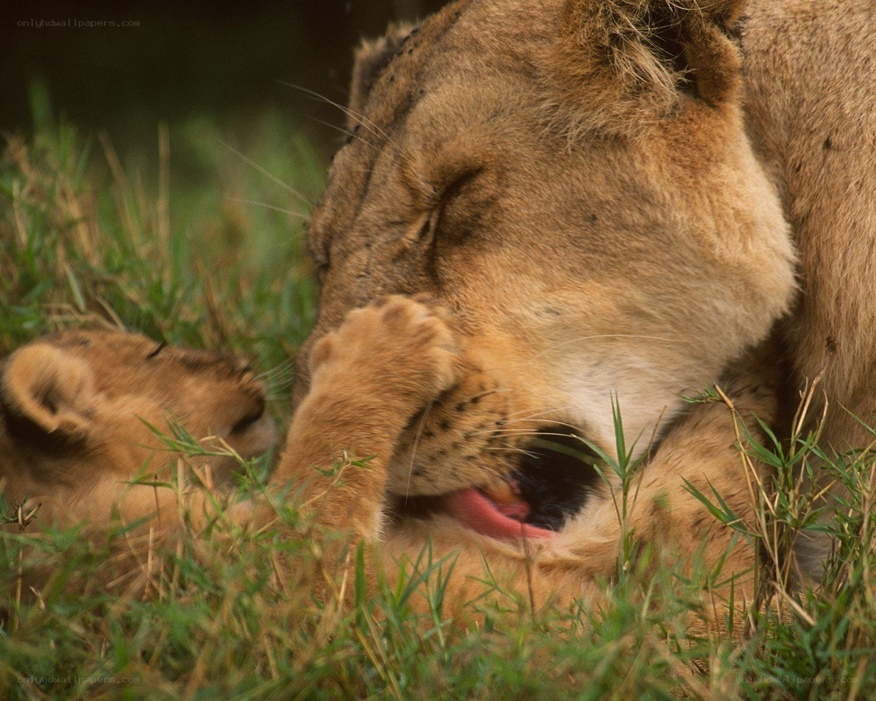 Lioness grooming her cub