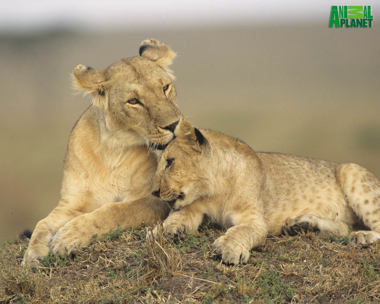 Lioness grooming her cub