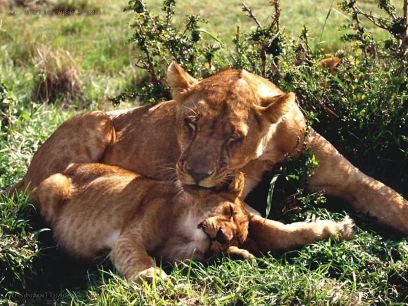 Lioness grooming her cub
