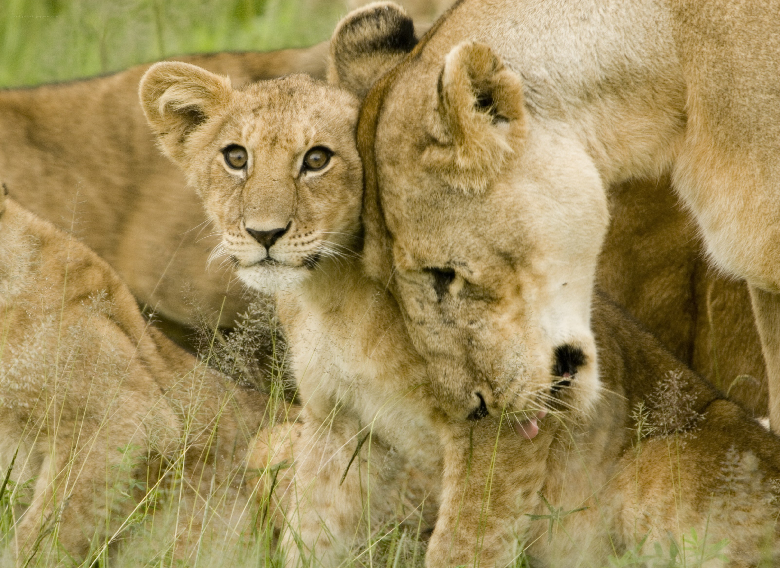 Lioness grooming her cub