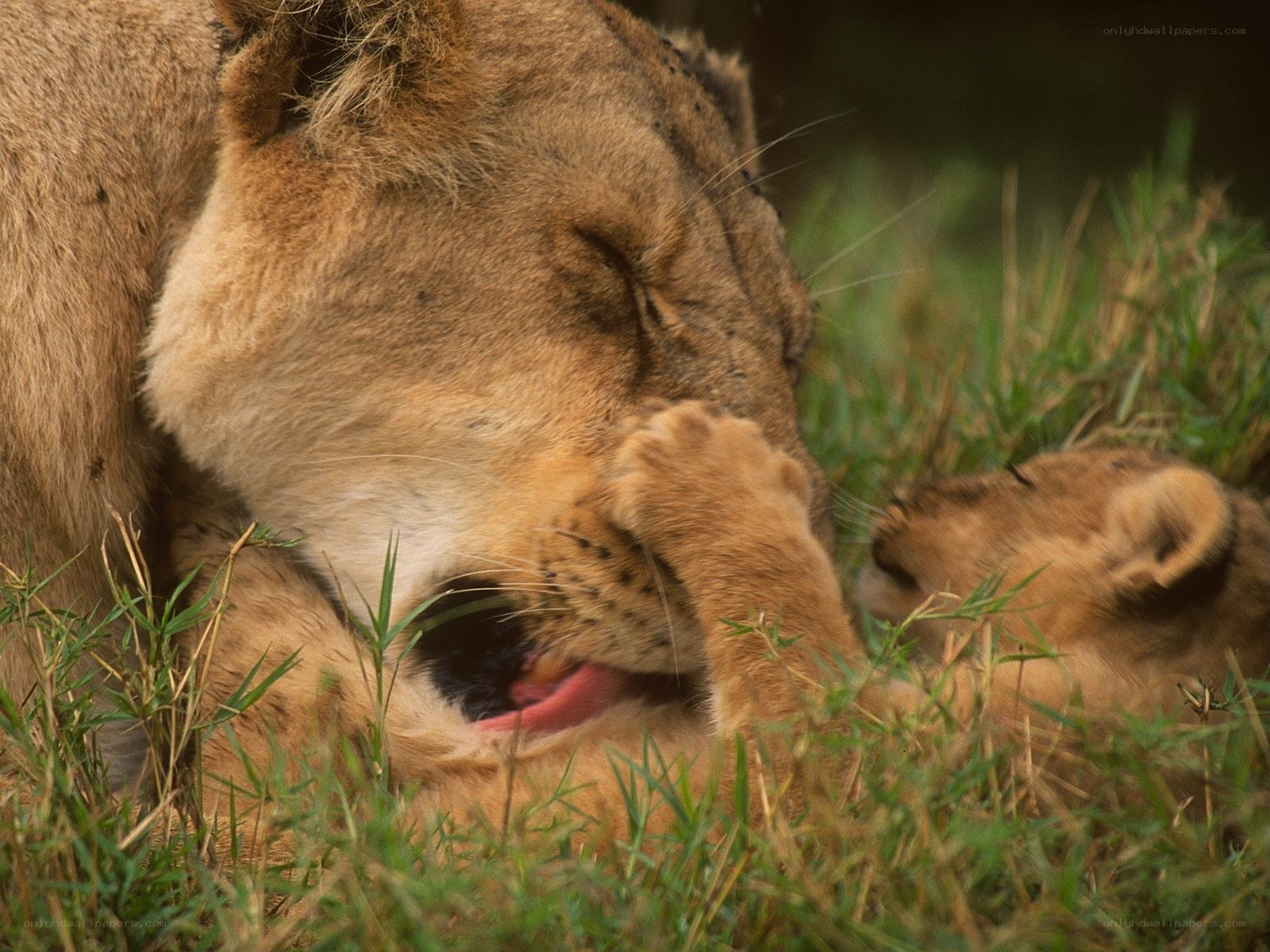 Lioness grooming her cub