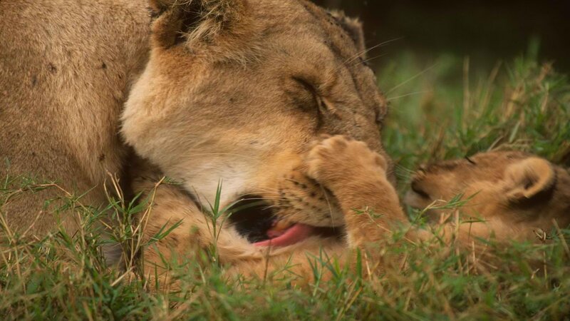 Lioness grooming her cub