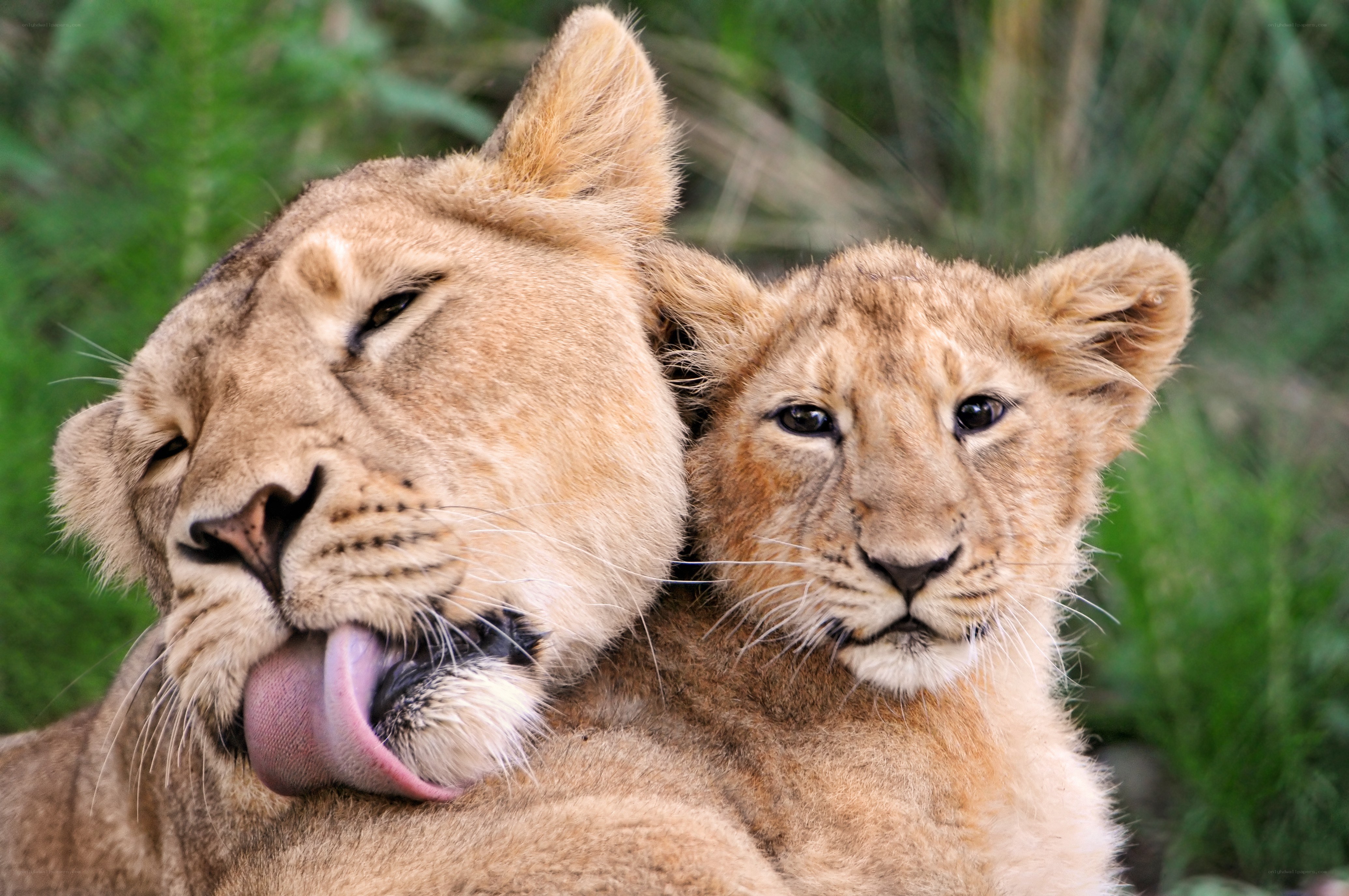 Lioness grooming her cub