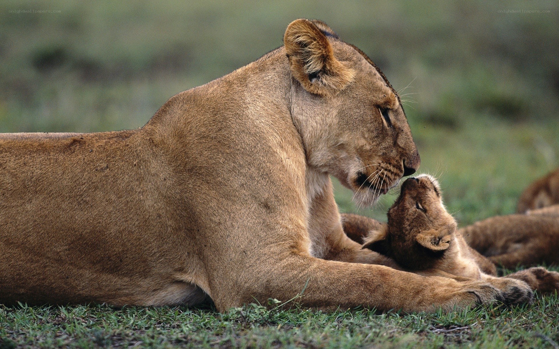 Lioness grooming her cub