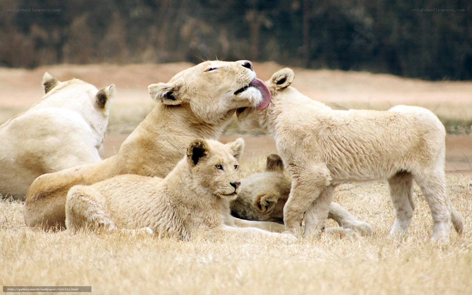 Lioness grooming her cubs