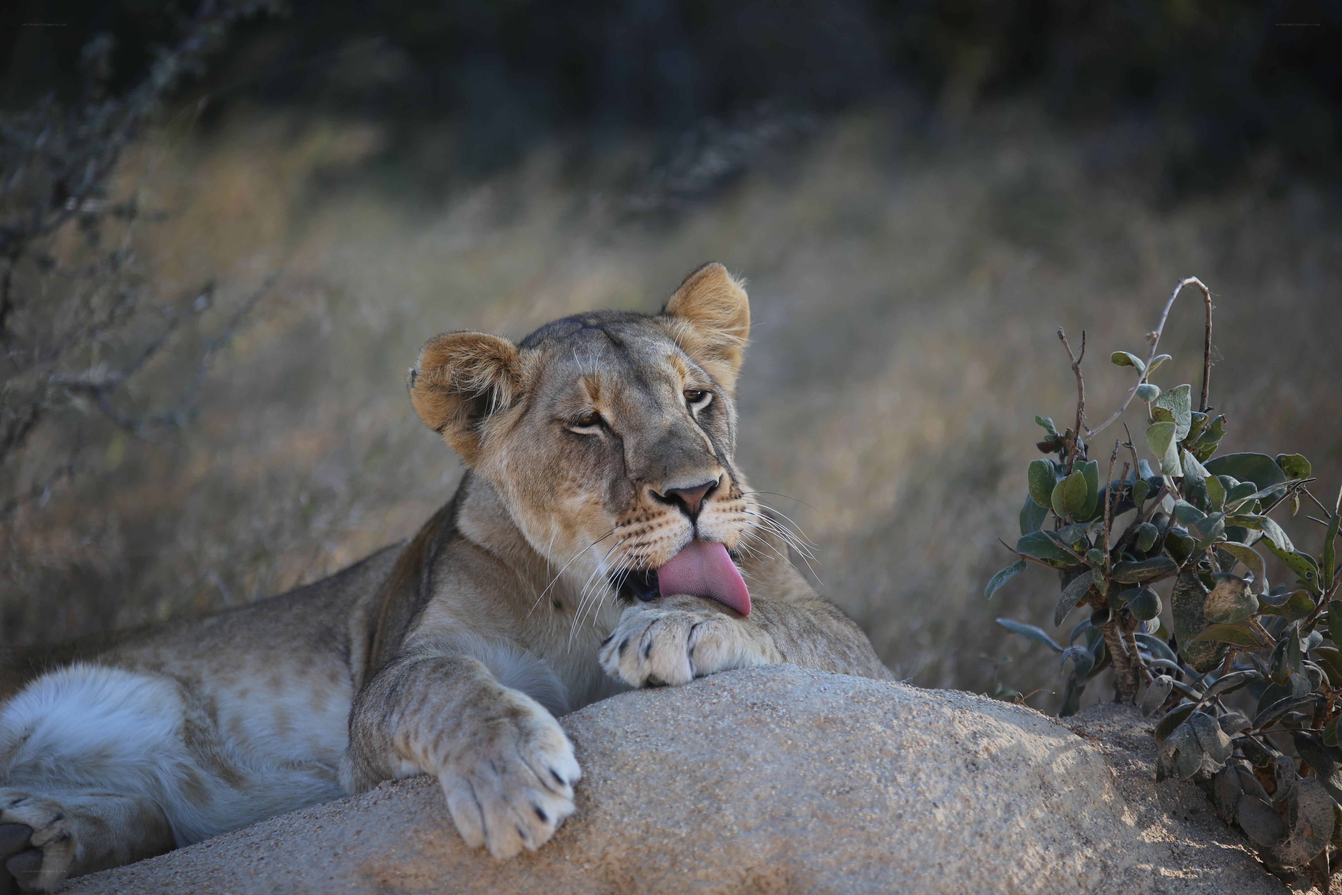 Lioness grooming on rock