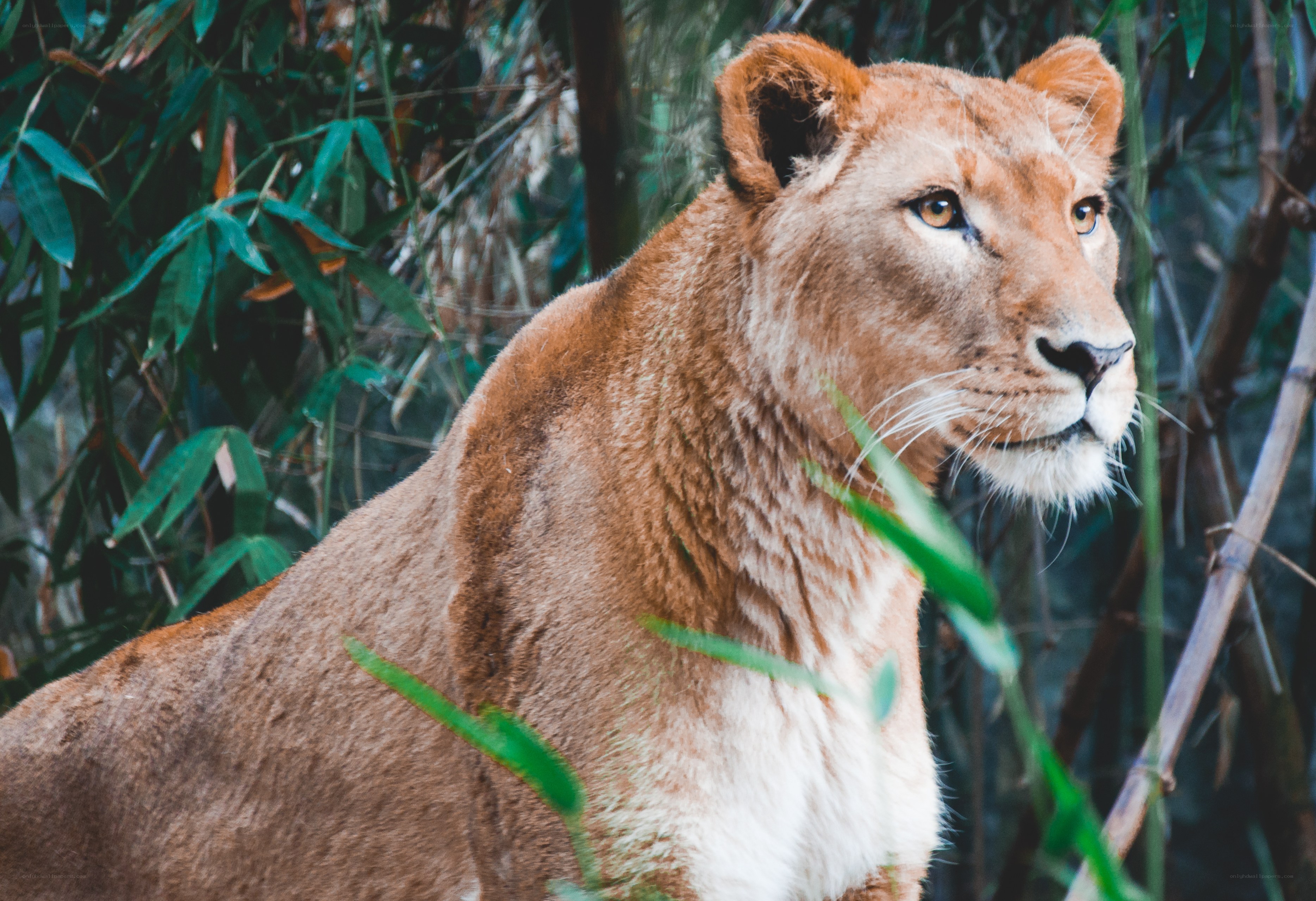 Lioness in a bamboo forest