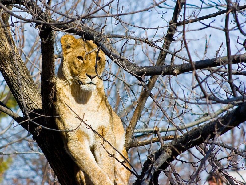 lioness in a tree