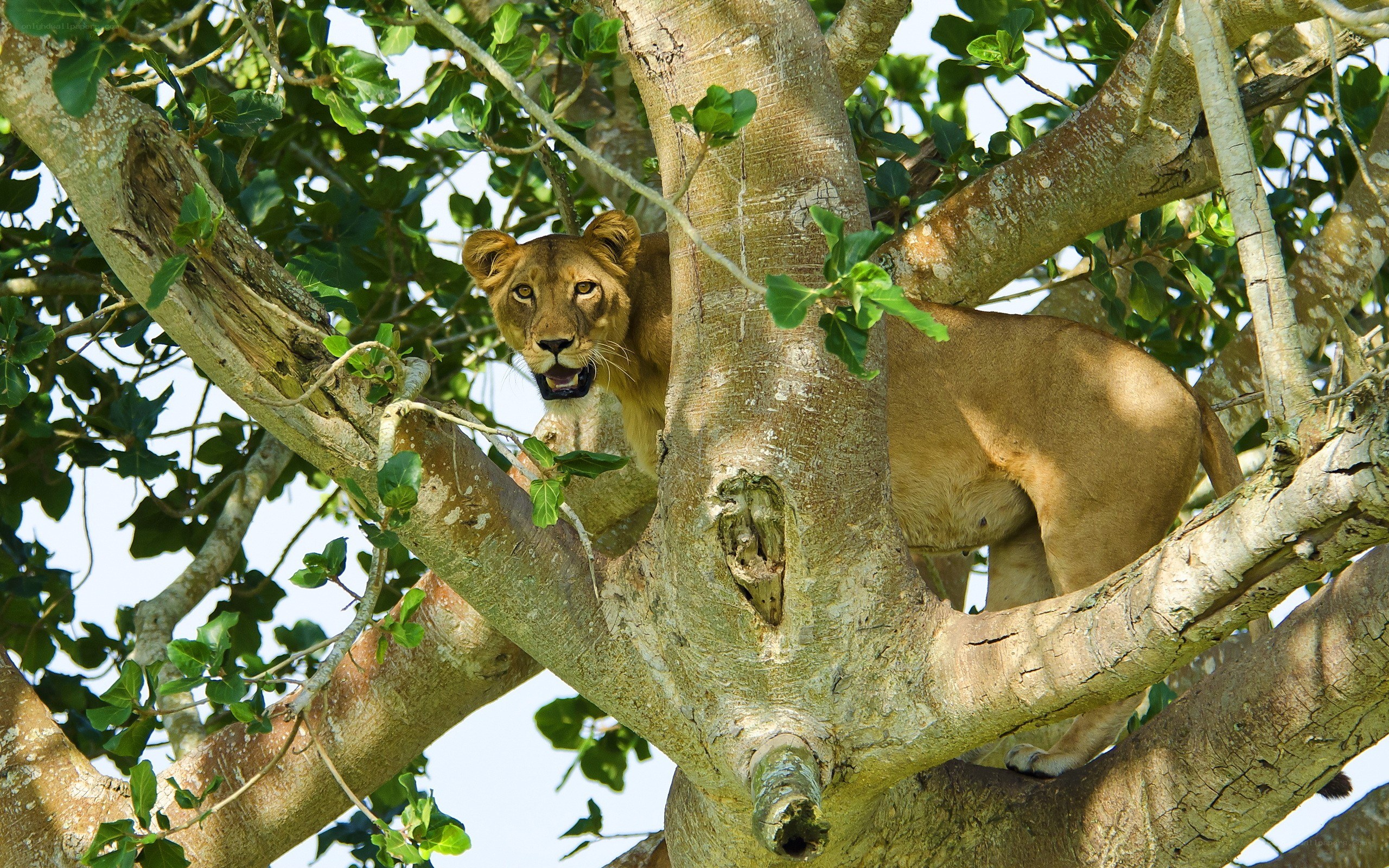 Lioness in a tree