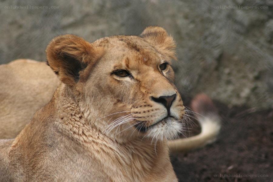 Lioness in a zoo enclosure