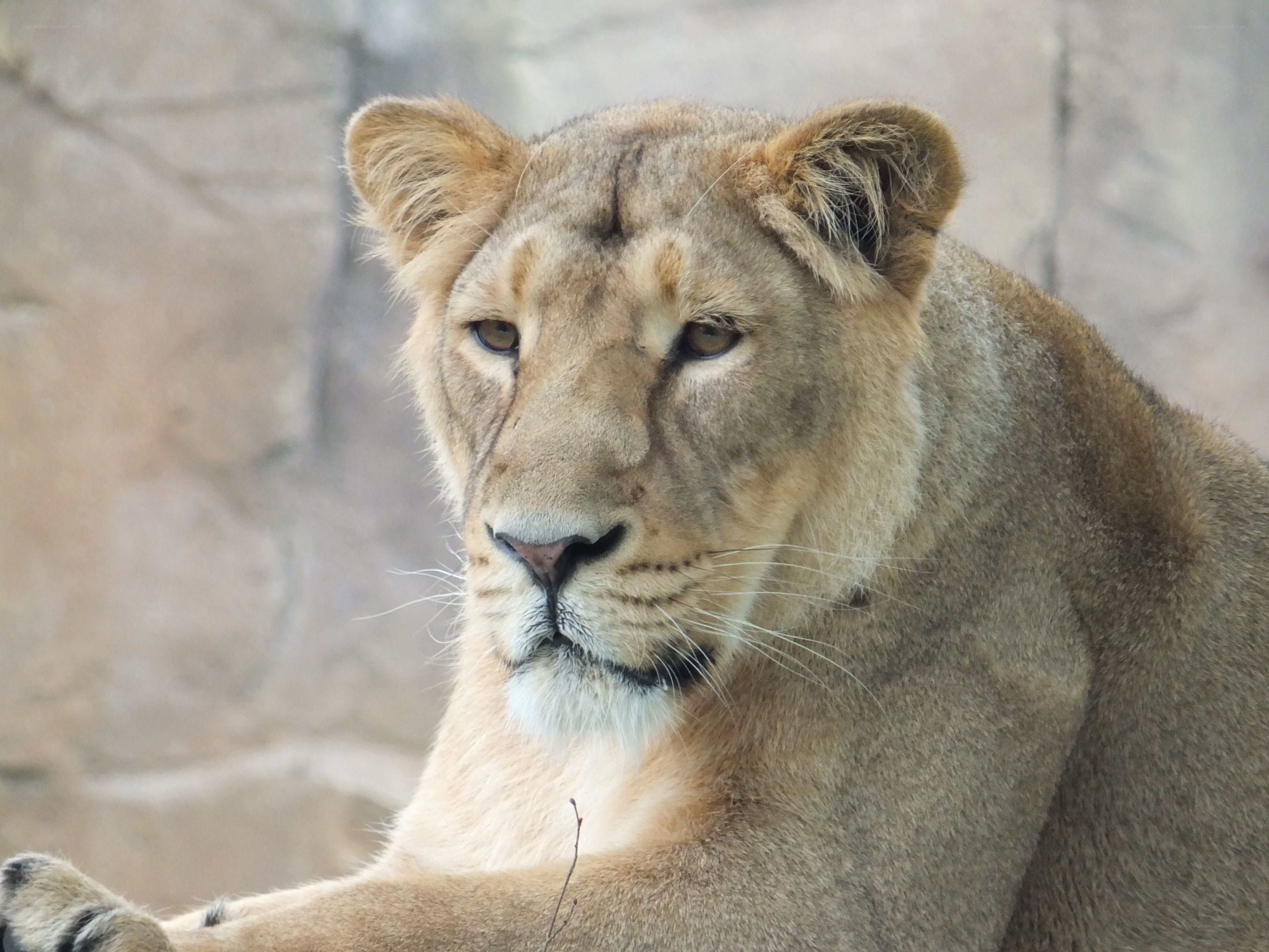 Lioness in a zoo enclosure