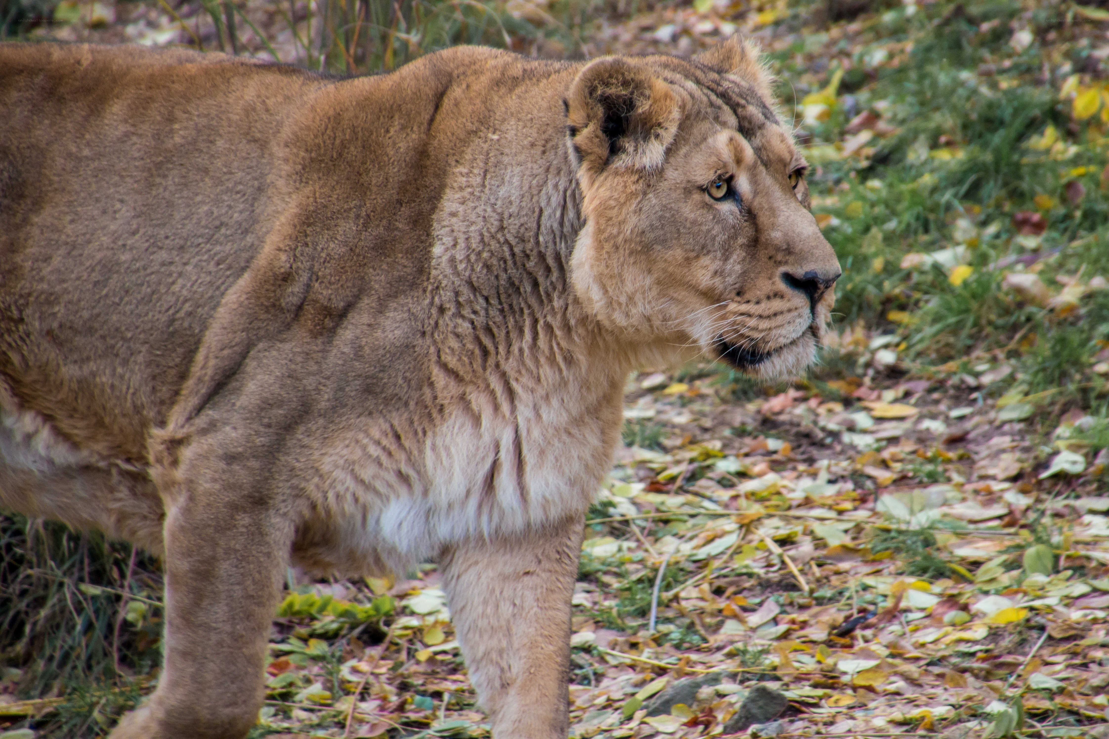 Lioness in autumn foliage