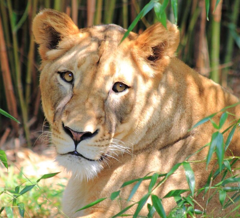 Lioness in bamboo forest
