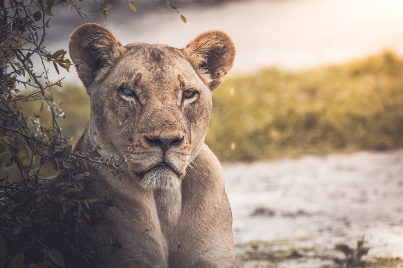 Lioness in Bush