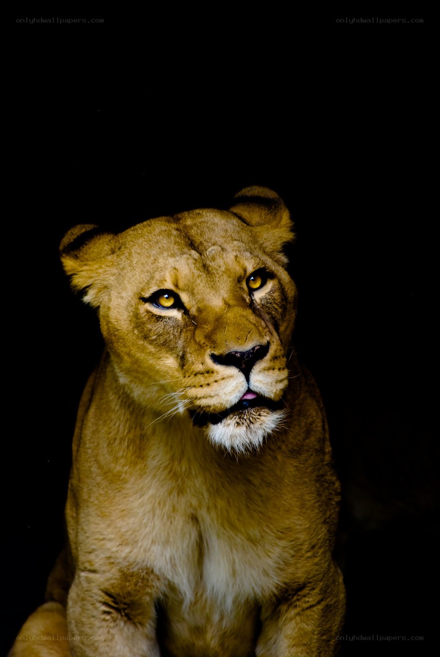lioness in dark background
