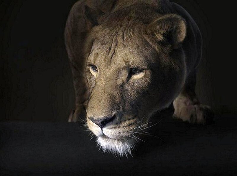 lioness in dark setting