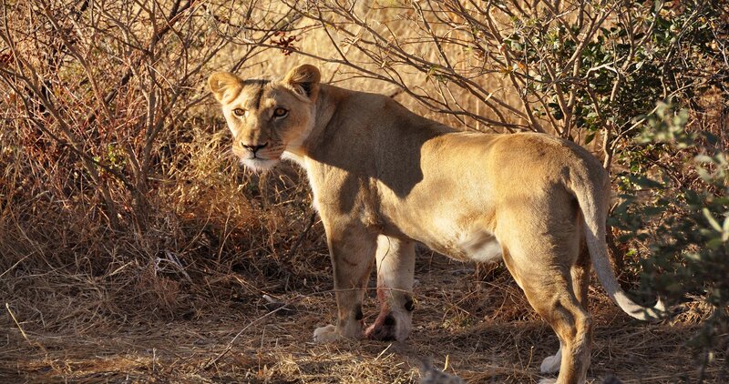 Lioness in Dry Brush