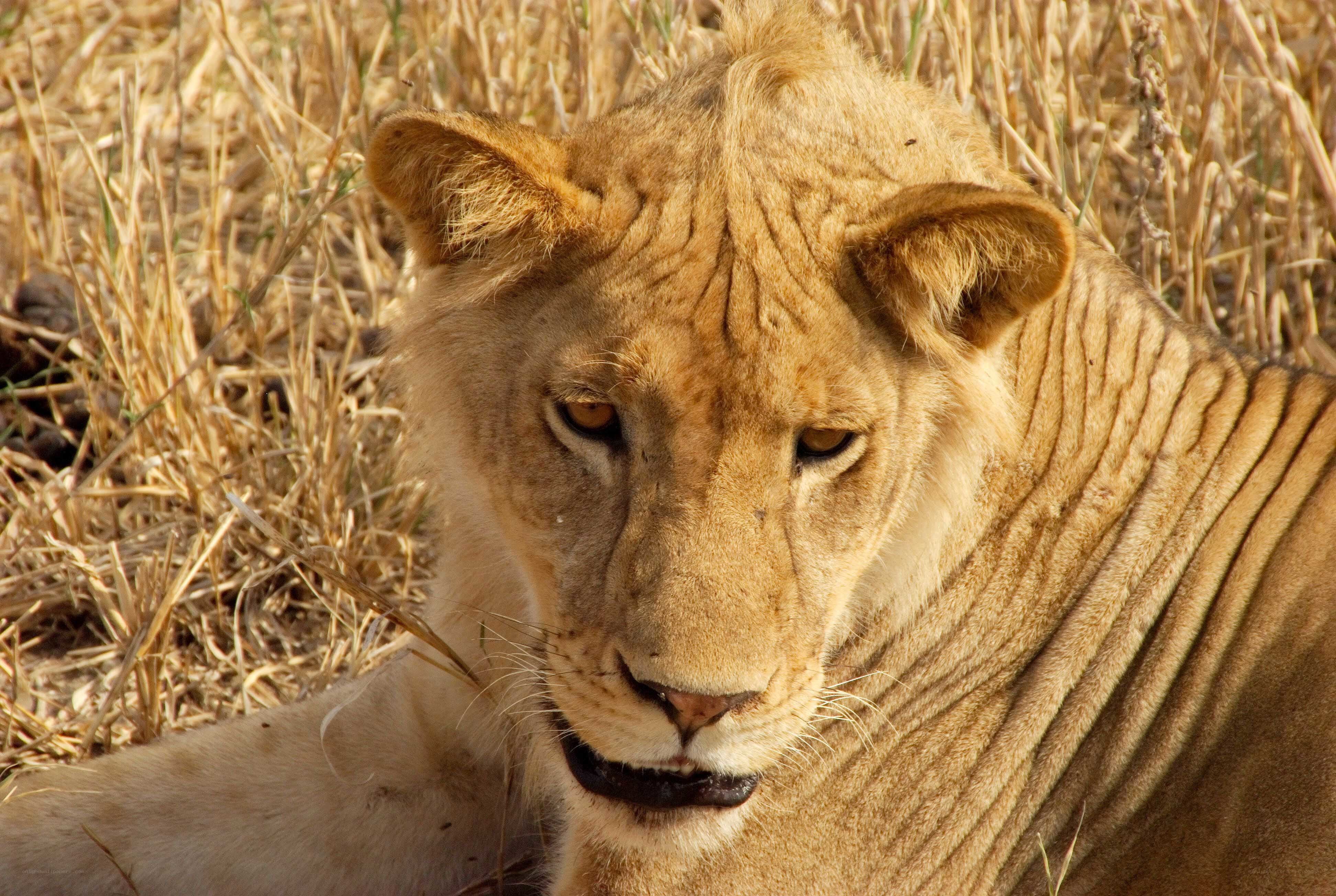 Lioness in dry grass
