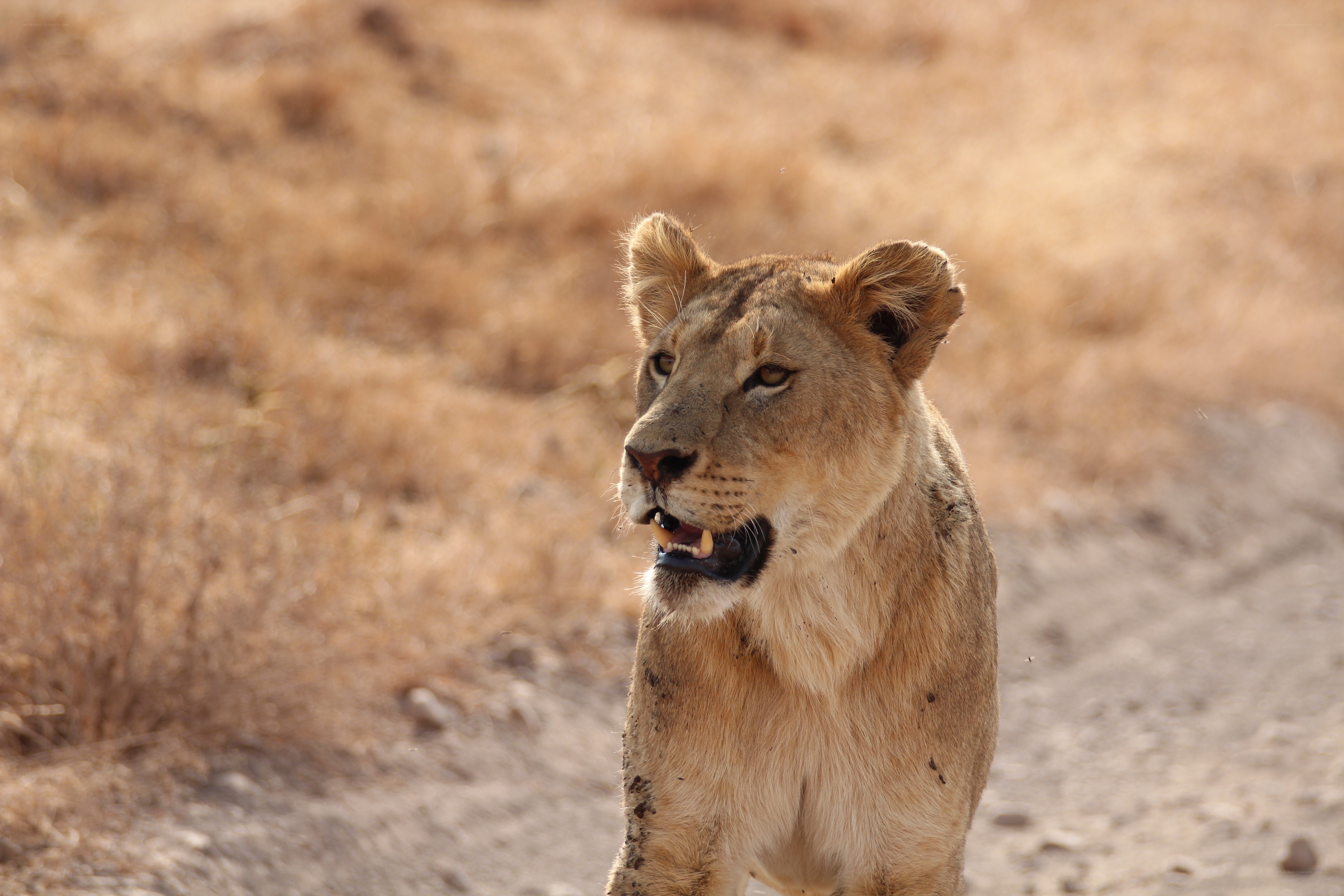 Lioness in dry grassland