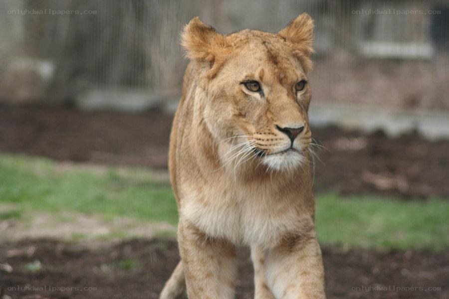 Lioness in enclosure