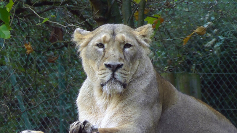 Lioness in Enclosure — Brown, Calm