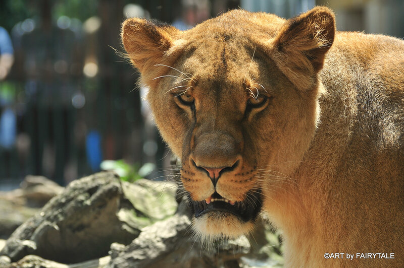 Lioness in Enclosure — Brown, Intense