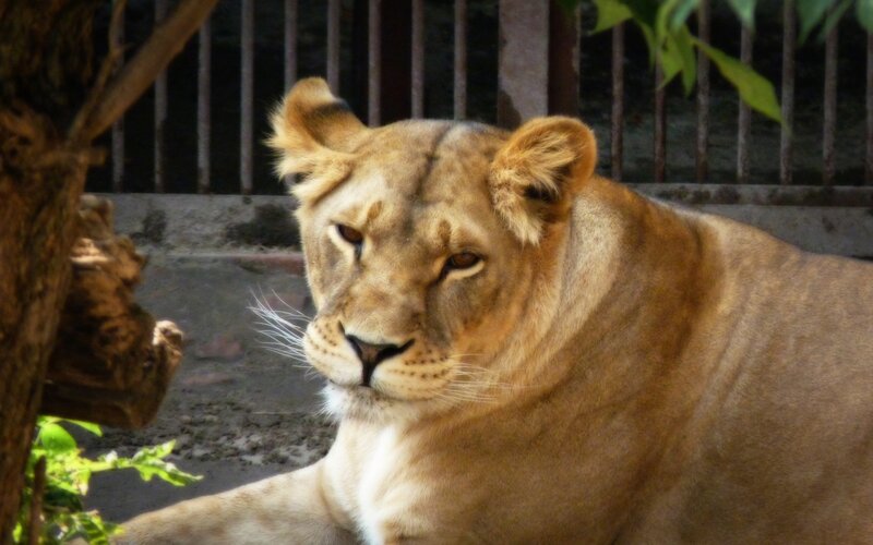 Lioness in Enclosure — Brown